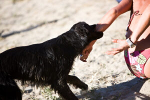 Experienced Dog Bite Attorney Irvine CA