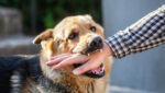 What is Strict Liability for Dog Bites and Other Animal Bites