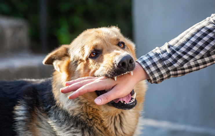 Dog Bite Injury Attorney Orange County Los Angeles San Francisco California