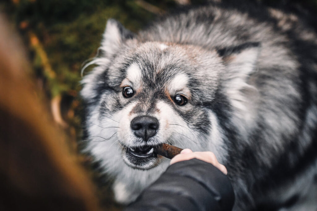 RJM - Dog Bites – A Look at the Numbers
