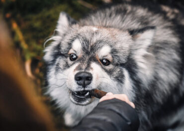RJM - Dog Bites – A Look at the Numbers - California Home to the Worst Number of Dog Attacks in US